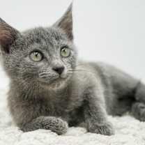 Thumbnail photo of Zim #3