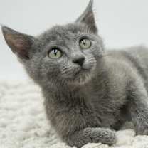 Thumbnail photo of Zim #4