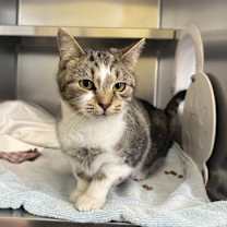 Thumbnail photo of Wiggle Worm #3