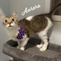 Thumbnail photo of Aurora #calm-tabico #1