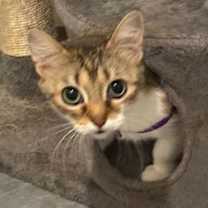 Thumbnail photo of Aurora #calm-tabico #2