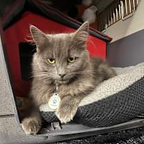 Thumbnail photo of Princess Jasmine #1