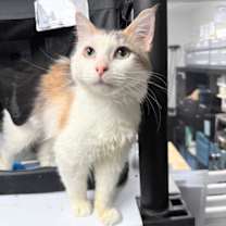 Thumbnail photo of Brioche #1