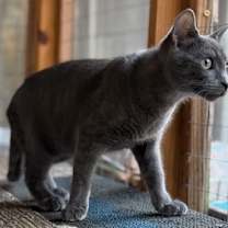 Thumbnail photo of GOOSE #1