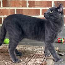 Thumbnail photo of GOOSE #2