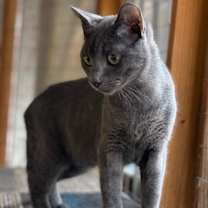 Thumbnail photo of GOOSE #3