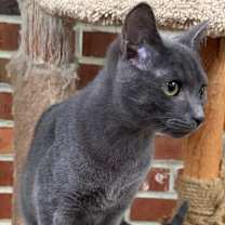 Thumbnail photo of GOOSE #4