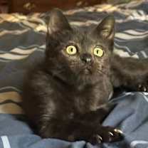 Thumbnail photo of Alto #2