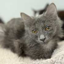 Thumbnail photo of Julie #2