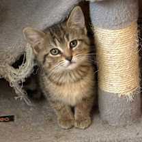 Thumbnail photo of Junebug #1