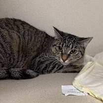 Thumbnail photo of Arva #2