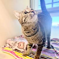 Thumbnail photo of Arva #4