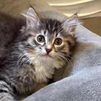 Thumbnail photo of Tinsel #2