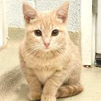 Thumbnail photo of Tinsel #1