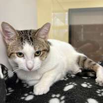 Thumbnail photo of Theodore #3