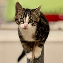 Thumbnail photo of Smidgen #1