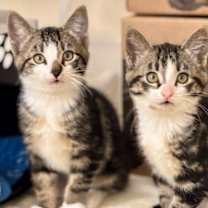 Thumbnail photo of Smidgen #2