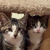 Thumbnail photo of Smidgen #3