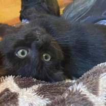 Thumbnail photo of Era #1