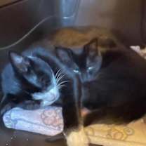 Thumbnail photo of Era #2