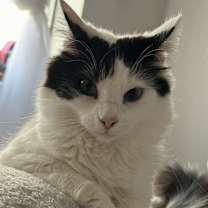 Thumbnail photo of Gemini #4