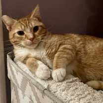 Thumbnail photo of Loverboy #1