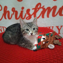 Thumbnail photo of Keiki #1