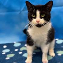 Thumbnail photo of Sammi #3