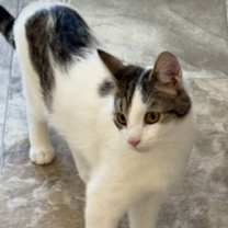 Thumbnail photo of George (FCID# 11/12/2025 - 3 Trainer) C #1