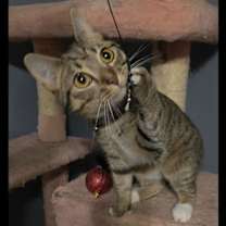 Thumbnail photo of Magnolia #2