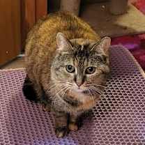 Thumbnail photo of Barley #1