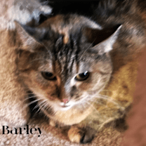 Thumbnail photo of Barley #4