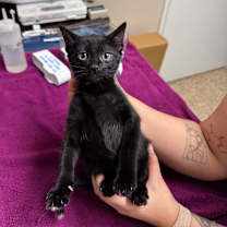 Thumbnail photo of Bruce the Shark #1