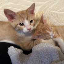 Thumbnail photo of Cone #3