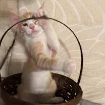 Thumbnail photo of Cone #4