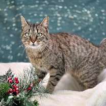 Thumbnail photo of Indy-C #4