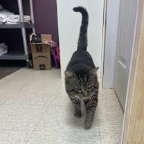 Thumbnail photo of Fat Man Evan #2