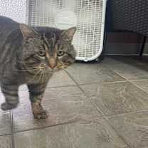 Thumbnail photo of Fat Man Evan #3