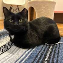 Thumbnail photo of Rasputin #1