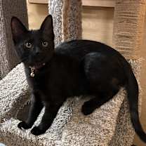 Thumbnail photo of Forrester #2