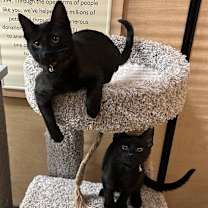 Thumbnail photo of Forrester #4