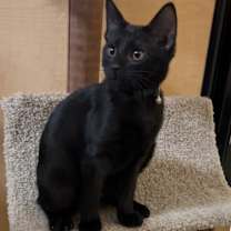 Thumbnail photo of Explorer #1