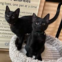 Thumbnail photo of Explorer #3