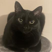 Thumbnail photo of Wren #1