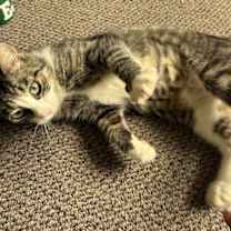 Thumbnail photo of Raspberry #4