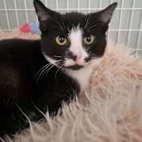 Thumbnail photo of Sia #1