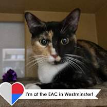 Thumbnail photo of Bismuth #1