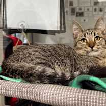 Thumbnail photo of Stitch #1