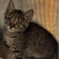 Thumbnail photo of Stitch #2