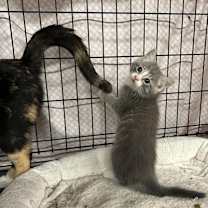 Thumbnail photo of Macon #2